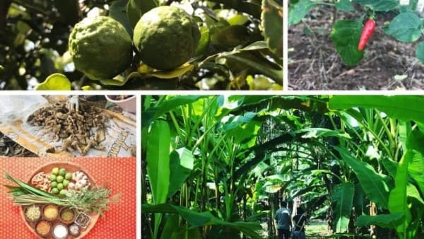 様々なハーブのコラボレーション画像